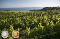 Taste some Balkan Festival awarded wines